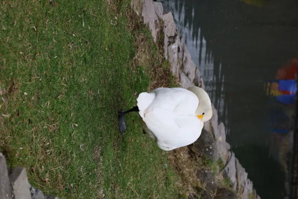 Calm Serene Graceful