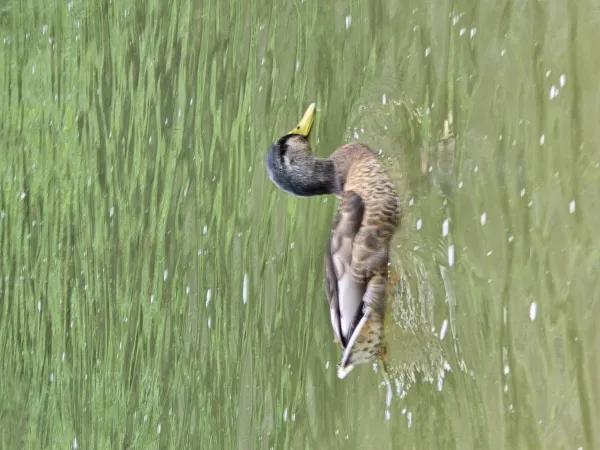 A single duck swimming in water.