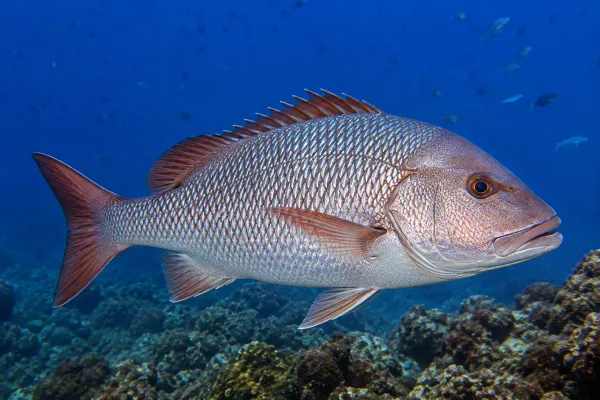 The image depicts a single large fish, likely a snapper, swimming underwater above a rocky ocean floor. The style is rea