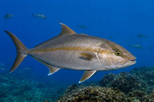 Serene Underwater Majesty