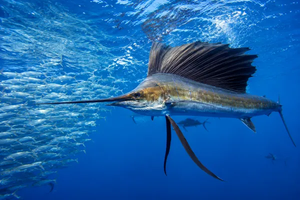 Vibrant Dynamic Sailfish