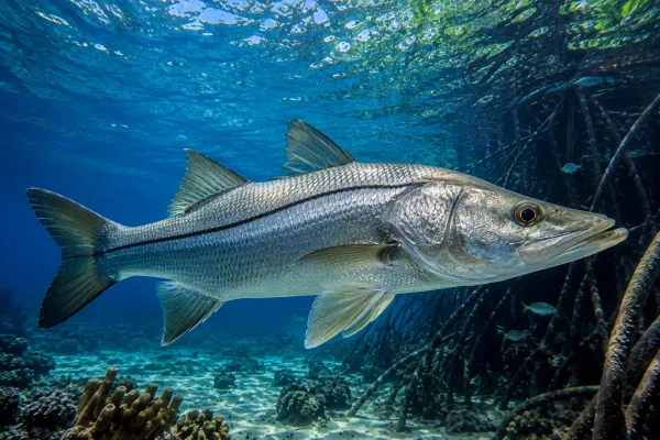 Tranquil Serene Underwater