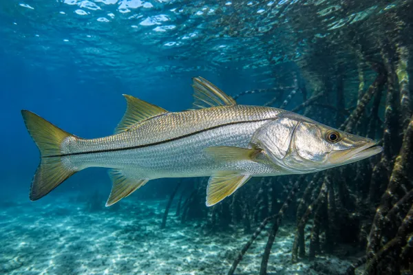 Serene Underwater Tranquil Fish